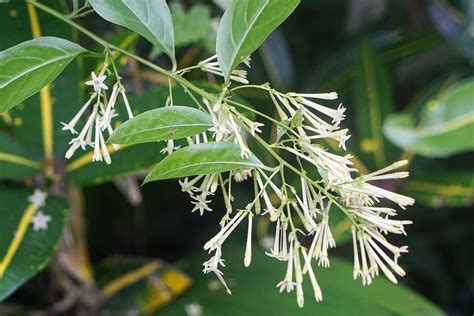  Beihai Şehri'nin Tatlı ve Acı Buluşması: Gece Çiçeği (Night-Blooming Jasmine) Salatasının Gizemli Dünyası!