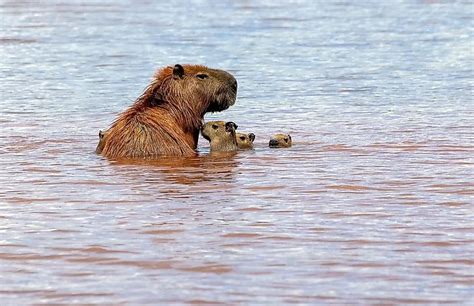 Can Capybaras Swim? Exploring the Aquatic Abilities of Nature's Chillest Rodent