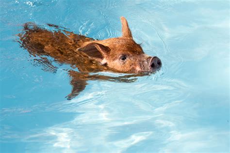 Can Pigs Swim in Water, and Do They Dream of Flying Fish?