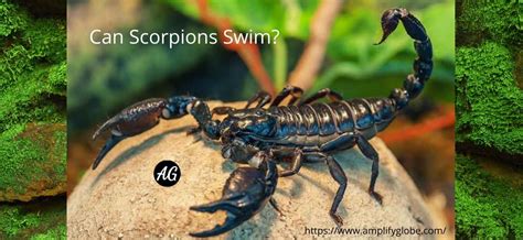 Can Scorpions Swim? Exploring the Depths of Scorpion Behavior and Aquatic Myths