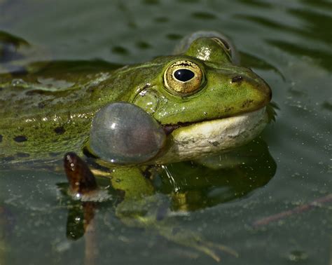 Can You Swim in a Pond? And Why Do Frogs Wear Sunglasses?