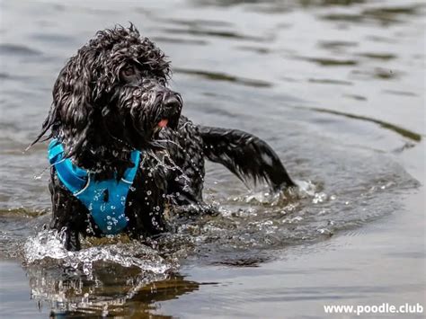 Do Labradoodles Like to Swim? And Why Do They Dream of Flying Over Water?