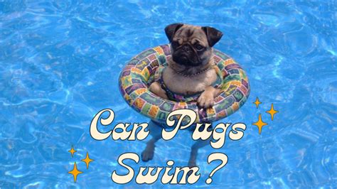 Do Pugs Like to Swim? And Why Do They Always Look Like They’re Judging You?