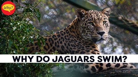 How Fast Can a Jaguar Swim: And Why Do They Prefer Moonlit Pools?