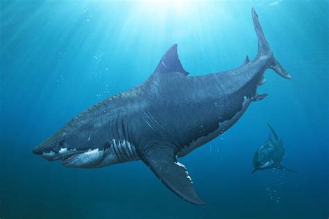 How Fast Could Megalodon Swim: Unraveling the Mysteries of Prehistoric Speeds