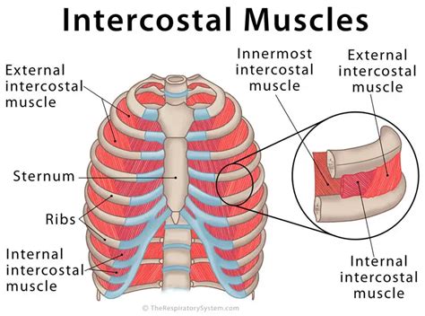 How to Stretch Intercostal Muscles: A Journey Through the Ribcage of Flexibility