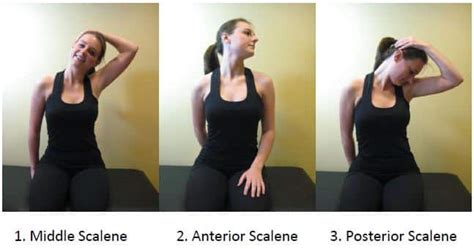 How to Stretch Scalene Muscles: A Journey Through the Labyrinth of Neck Pain and Relief