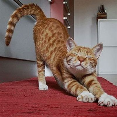 Why Do Cats Stretch in Front of You: A Cosmic Connection or Just a Feline Quirk?