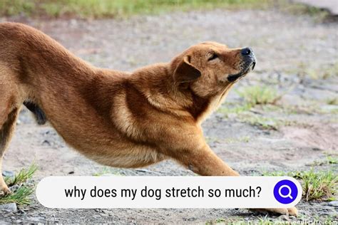 Why Does My Puppy Stretch So Much? And Why Does It Make Me Question the Meaning of Life?