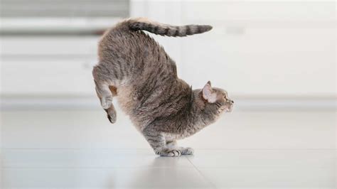 Why is Yoga a Sin? And Why Do Cats Always Land on Their Feet?